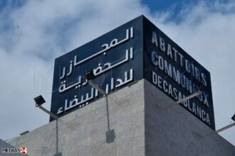 Les abattoirs communaux de Casablanca franchissent le seuil historique des 30.000 tonnes en 2025