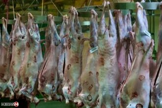 Le Maroc interdit l'abattage des femelles reproductrices des espèces ovines et caprines