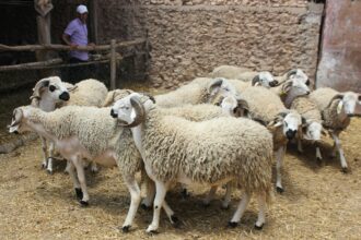Aïd al-Adha 2023 : un chiffre d’affaires de 16 MMDH (ministère)