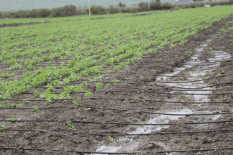 Gérer l’eau agricole, équation insoluble et vitale dans le Souss-Massa
