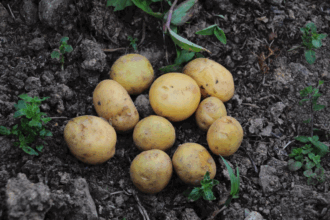 Pomme de terre. Quand le marché joue un mauvais tour aux agriculteurs