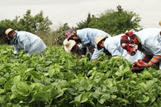Ouvrières agricoles. L’insécurité routière, un des aspects de la précarité de ces femmes invisibles