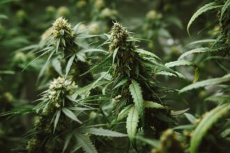 Bientôt trois unités de transformation du cannabis