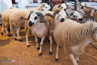Dakhla-Oued Eddahab : lancement d'un marché dans le cadre du programme de reconstitution du cheptel