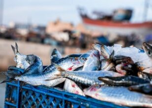 Prix de la sardine. Le Conseil de la concurrence enquête sur le sujet depuis avril 2024