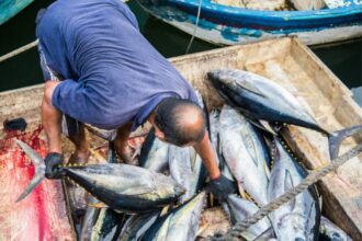 Vers un encadrement renforcé de la vente de poisson en gros au Maroc