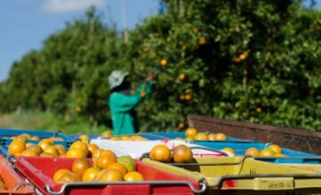 La filière agrumicole fait face à une crise structurelle, voici les pistes de sauvetage