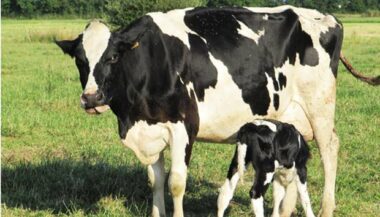 Suspension des droits d’importation des bovins