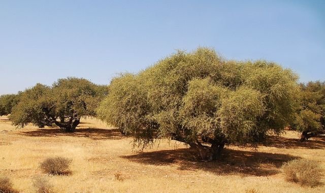 Arganiculture. Une avancée majeure : le Maroc mise sur six nouvelles variétés et un arbre pollinisateur