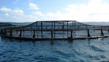 Aquaculture: l'Anda présente son plan d'action 2016