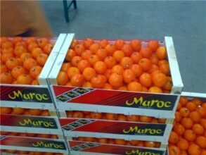 Les exportations d’agrumes devraient augmenter de 10% selon les dernières estimations