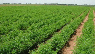 Lancement officiel du recensement général de l'agriculture