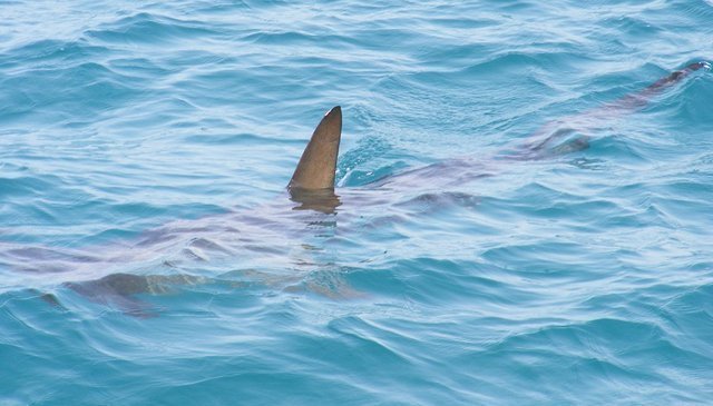Danger des requins et des méduses sur les plages marocaines? Voici les réponses de l'INRH