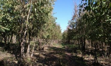 Plantation de 50.000 arbres dans les établissements scolaires à l’horizon 2017