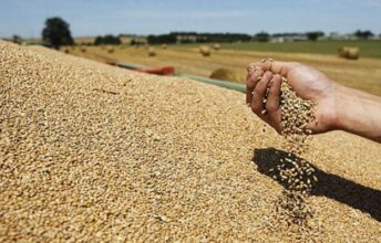 L'Onicl lance un appel d'offres pour l'achat de 1.300.000 quintaux de blé tendre