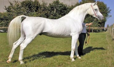 La 8e édition du Congrès international des chevaux arabes se déroulera au Maroc