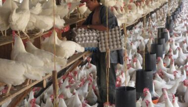 Pour ramadan, le Maroc importe 4.000 t d’œufs spécialement d’Espagne