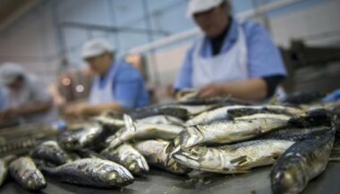 ONG américaine: &ldquo;la pêche de la sardine au Maroc a réalisé le plus haut taux de progrès depuis 2 ans&rdquo;