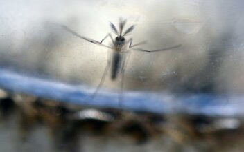 Espagne: premier cas détecté de microcéphalie associée au virus Zika
