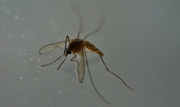 Découverte d'anticorps capables de &ldquo;neutraliser&rdquo; le virus Zika