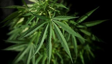 Italie: le parlement ouvre le débat sur la légalisation du cannabis