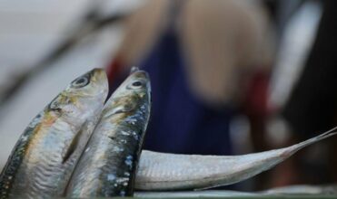 Deuxième édition de la Fête de la sardine, samedi 23 juillet