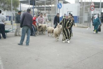 La communauté musulmane de Melilla s'insurge contre l'interdiction de l'importation de moutons
