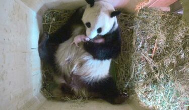 Naissance à Vienne de deux pandas jumeaux conçus naturellement (vidéo)