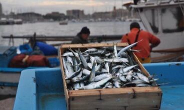 Hausse de 7% des débarquements de la pêche côtière et artisanale à fin août