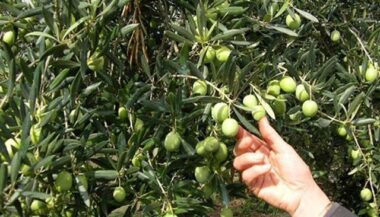 Oléiculture: la BID accorde un prêt de 790 MDH au Maroc