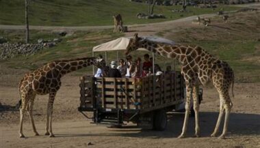 Agadir se dotera d'un parc safari pour 42 MDH