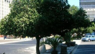 Un million d’arbres à Casablanca