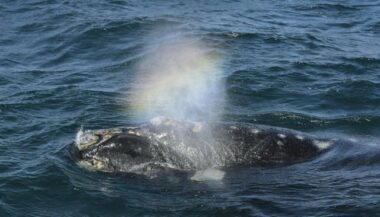 Sanctuaire marin en Antarctique: accord historique à Sydney