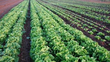 Conseil agricole. 7e étape du village itinérant de l’ONCA