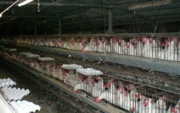 Alf Sahel se lance dans l’abattage et la transformation de volaille