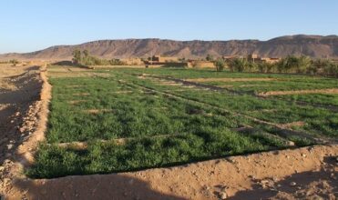 Plan Maroc Vert: 90 MMDH d’investissements nécessaires pour 2017-2020