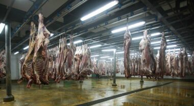 Abattoirs de Casablanca. La viande marocaine pourra désormais s’exporter