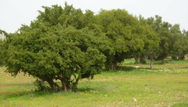 L'ADA obtient un don de 300.000 dollars du Fonds vert pour le climat