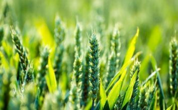 Agriculture/ Retards des pluies. Doit-on commencer à s’inquiéter?