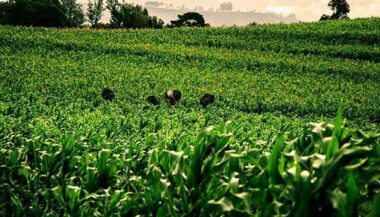 Après les dernières pluies, voici les détails sur l'avancement de la campagne agricole
