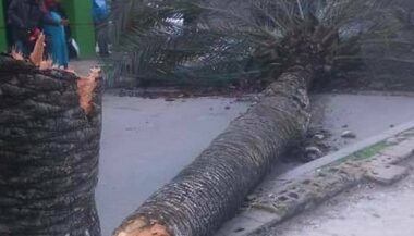 Un arbre échoué fait 8 blessés à Salé