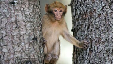 Un projet de lutte contre le prélèvement illégal des singes magot à Ifrane