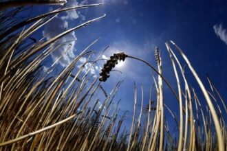 Agriculture : risques sur la campagne céréalière 2018-2019