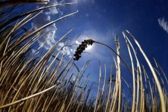 Agriculture: La campagne céréalière est compromise