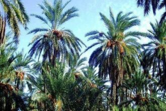 Palmier-dattier: 60.000 vitro-plants de Majhoul pour la région Tafilalet