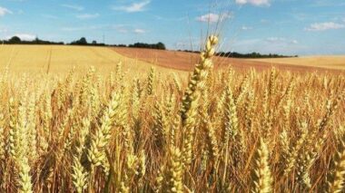 Plan Maroc Vert : Les réalisations par filière agricole