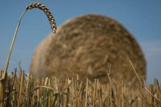 Céréales : les mesures de commercialisation de la récolte 2019