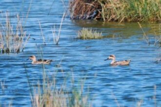 Zones humides: Désignation de 12 nouveaux sites Ramsar au Maroc
