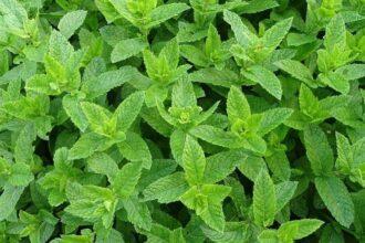 L'Onssa lance une campagne contre la menthe contaminée par les pesticides