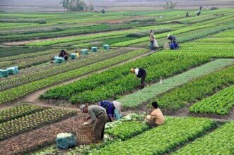 Transport des ouvriers agricoles: vers un nouveau cahier des charges